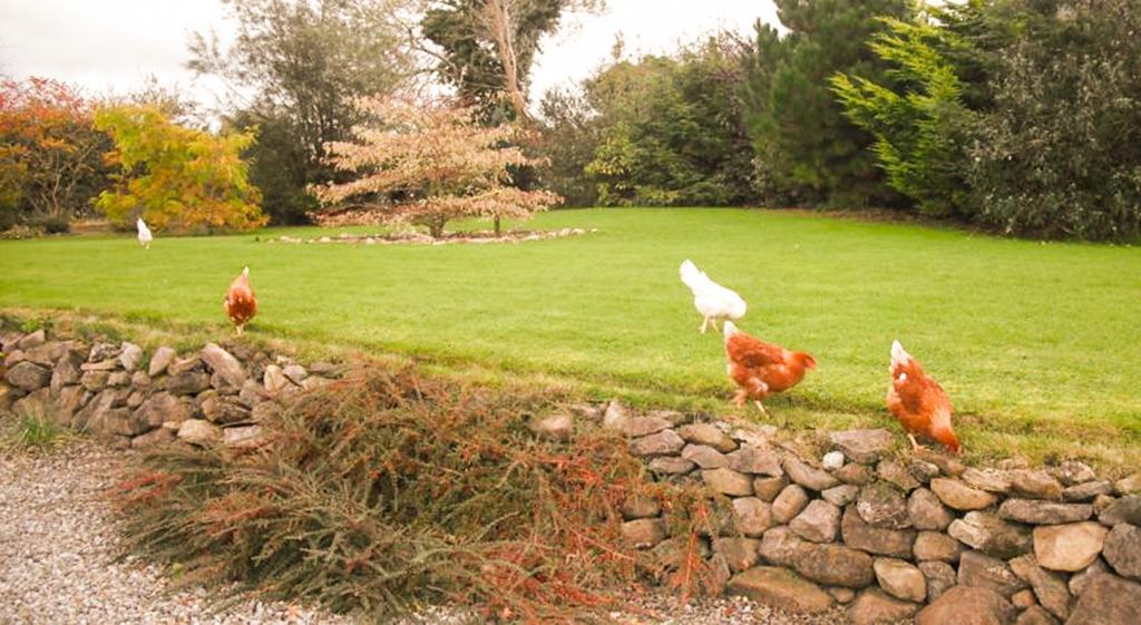 The Well Meadow B&B Nenagh Exterior photo